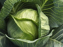 Капуста белокочанная